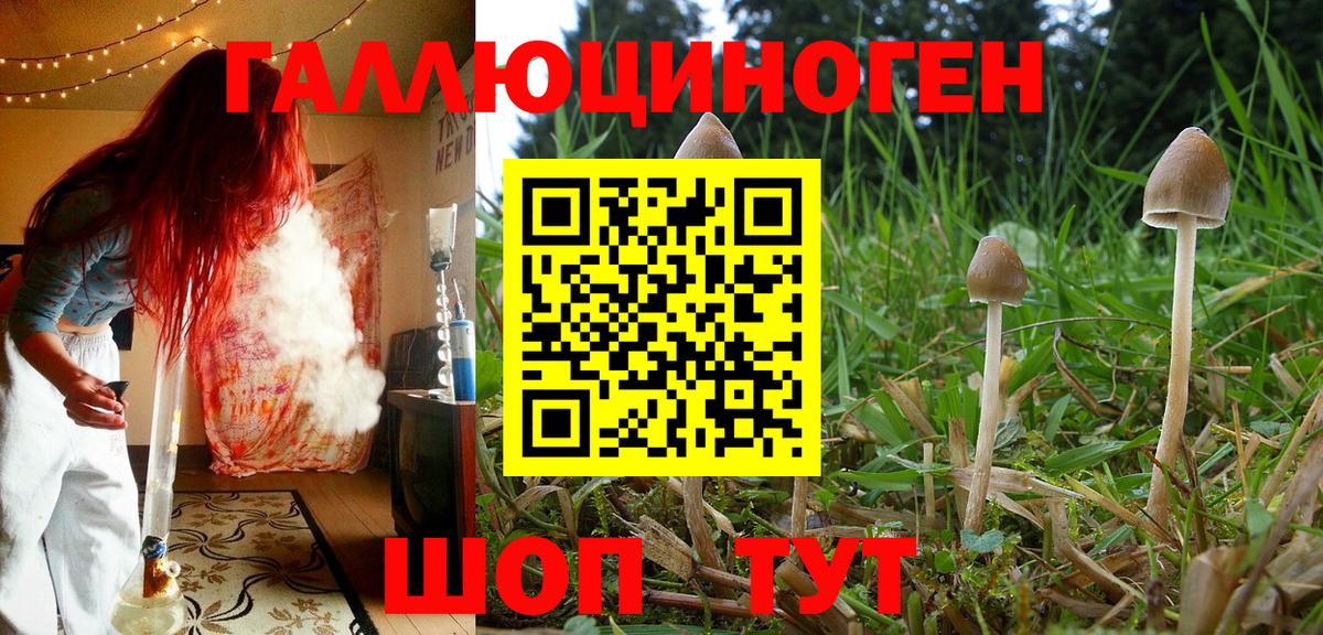 где найти   Вход с VPN  Ростов Великий  Псилоцибиновые грибы Psilocybine cubensis 